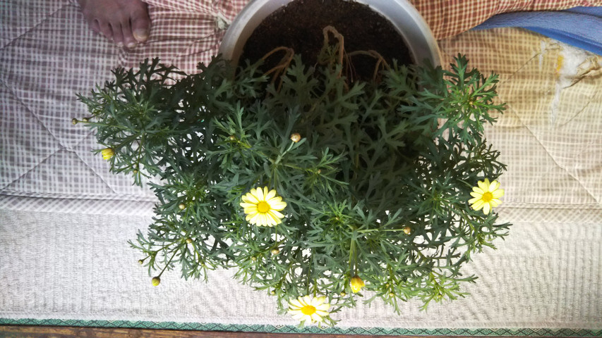 3月29日のマーガレット1