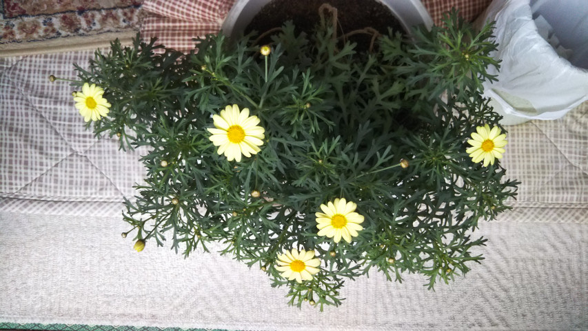 3月31日のマーガレット