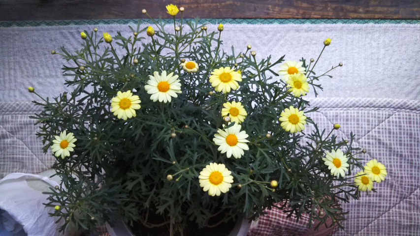 4月9日のマーガレット