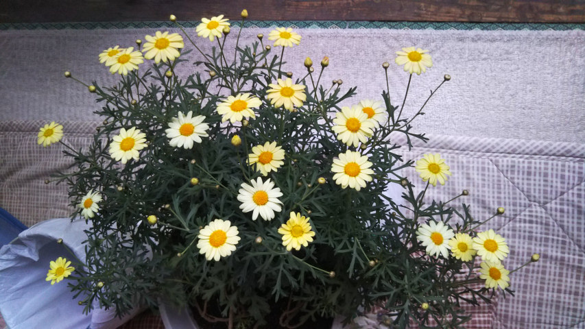 4月12日のマーガレット