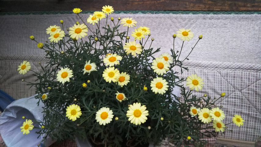 4月15日のマーガレット