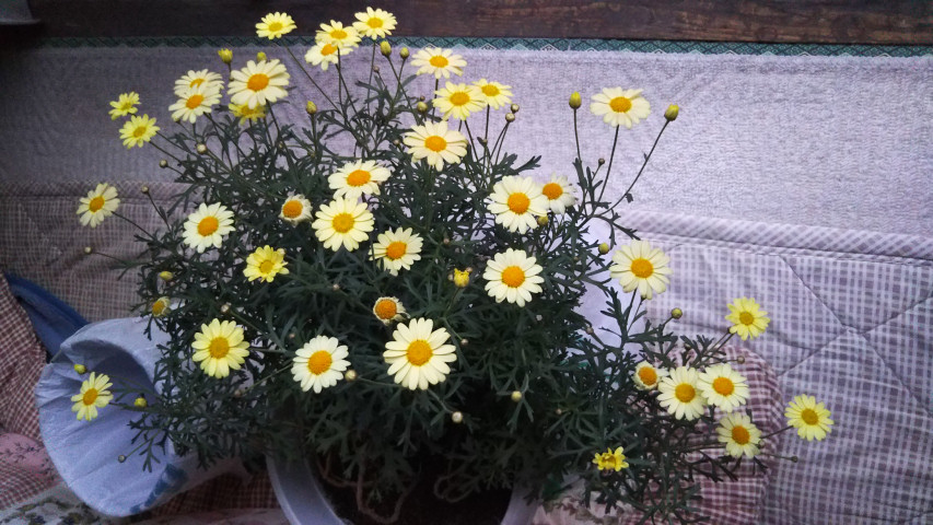 4月16日のマーガレット