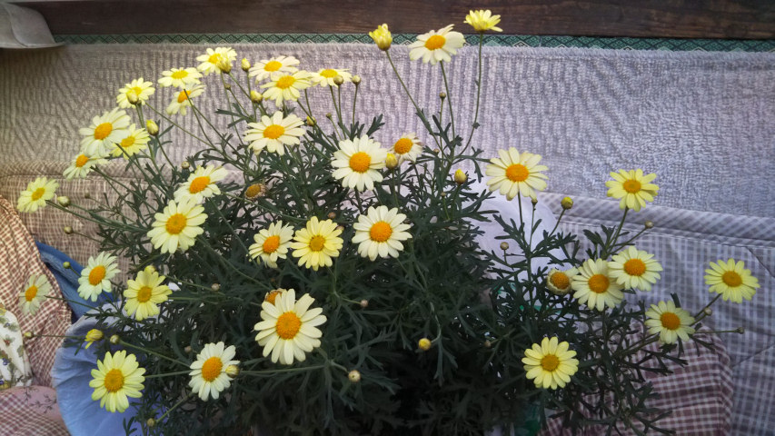 4月17日のマーガレット