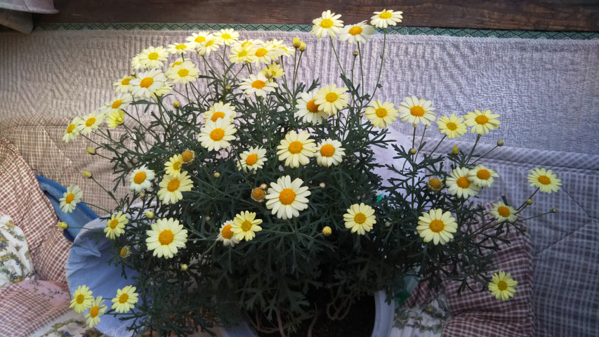 4月20日のマーガレット