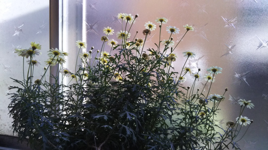 4月22日のマーガレット1