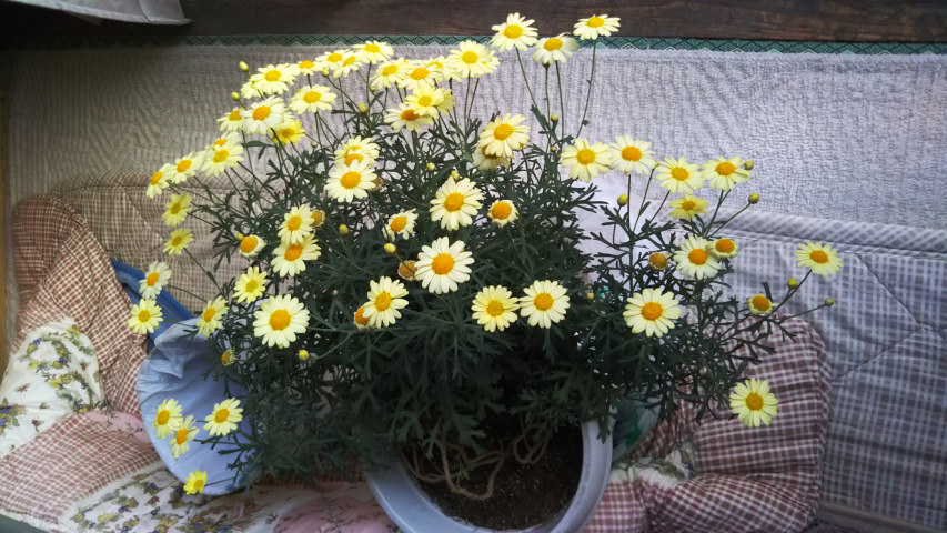 4月22日のマーガレット2