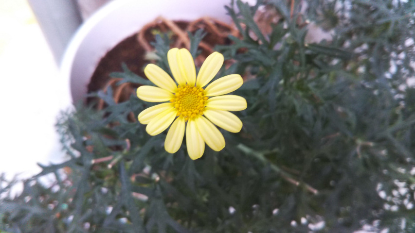 �}�[�K���b�g�̉Ԃ̃A�b�v