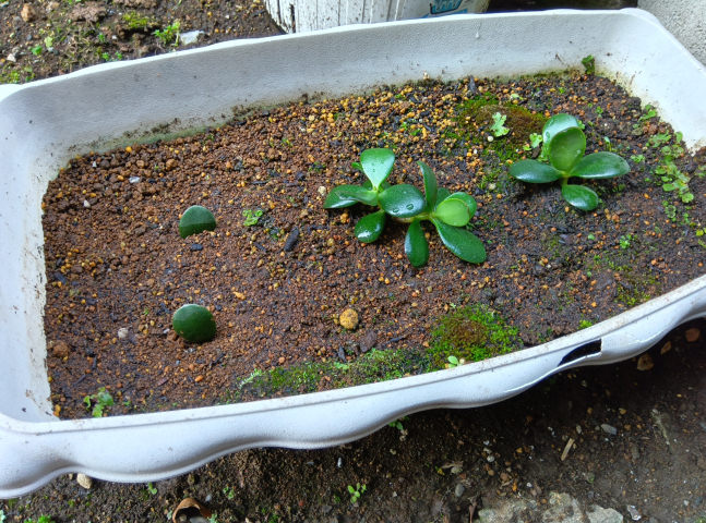 ���̂Ȃ��2