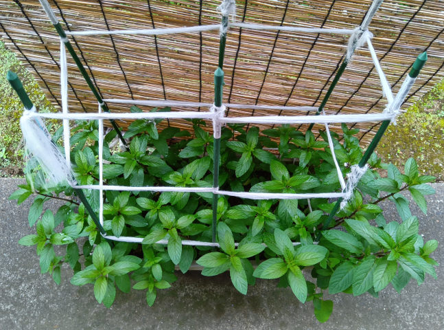 �y�p�[�~���g