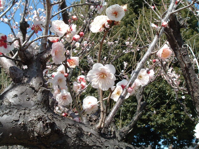 宮本台公園の梅の花1