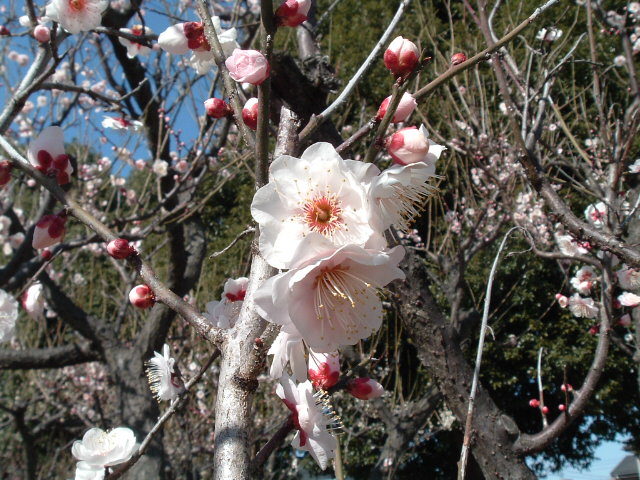 宮本台公園の梅の花2