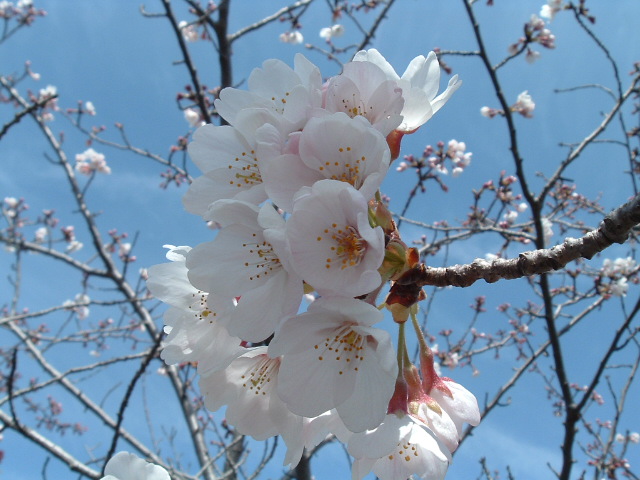 桜の花のアップ2