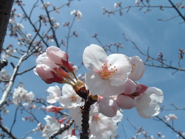 桜の花のアップ3