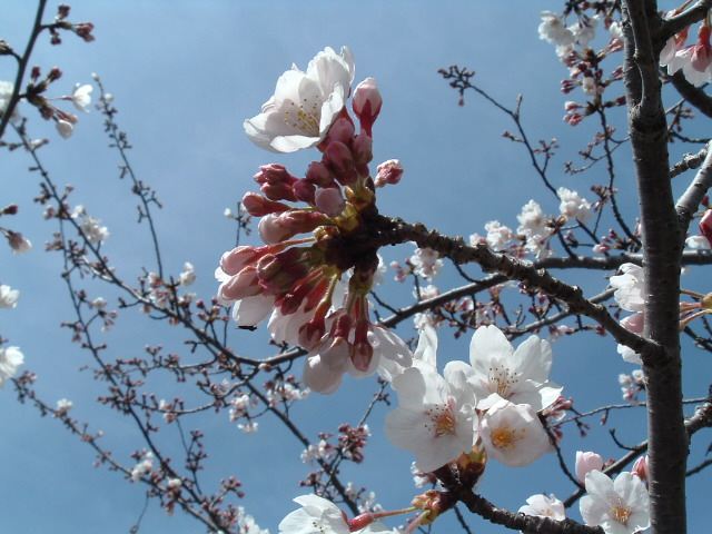 桜の花のアップ4