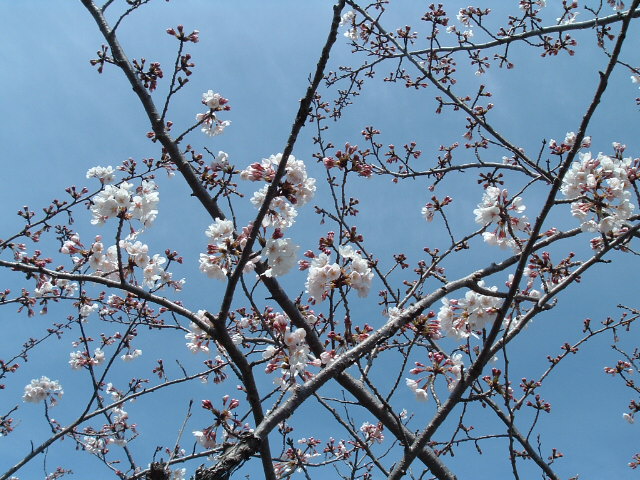 少し離れて見た桜の枝