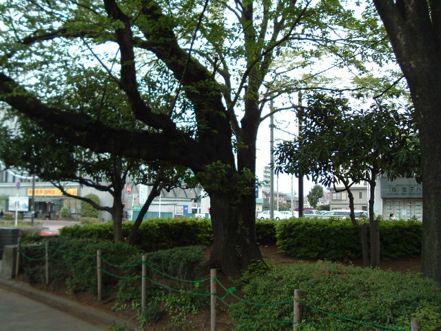 樹木1