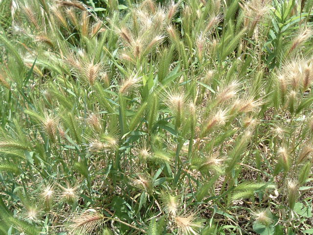 エノコログサに似てる草