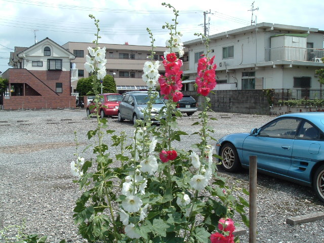 背の高い花