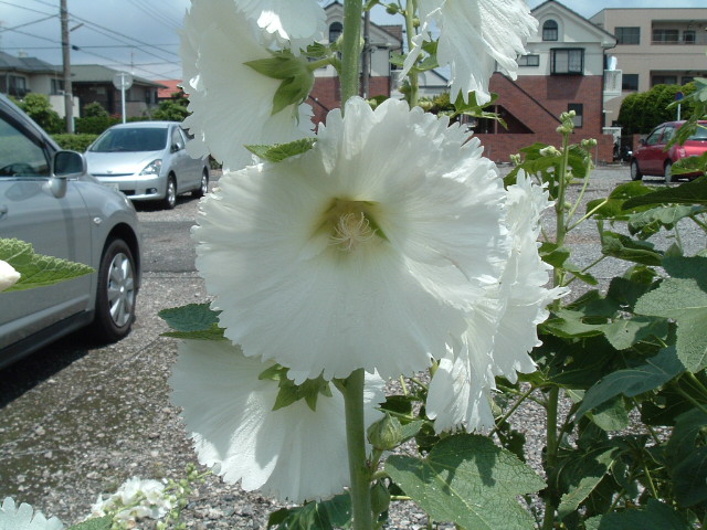 白い花のアップ