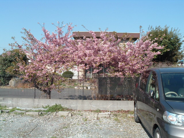 駐車場のそばの河津桜