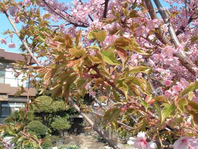 河津桜の葉
