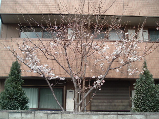 左の桜1