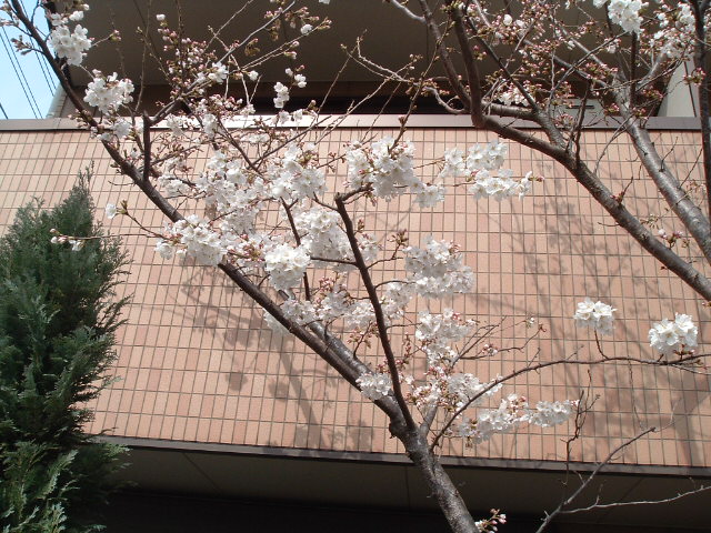 左の桜2