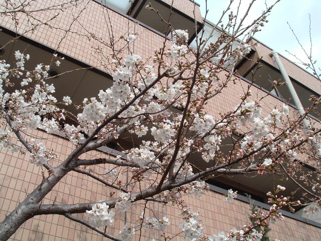 左の桜3