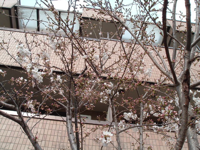左の桜4