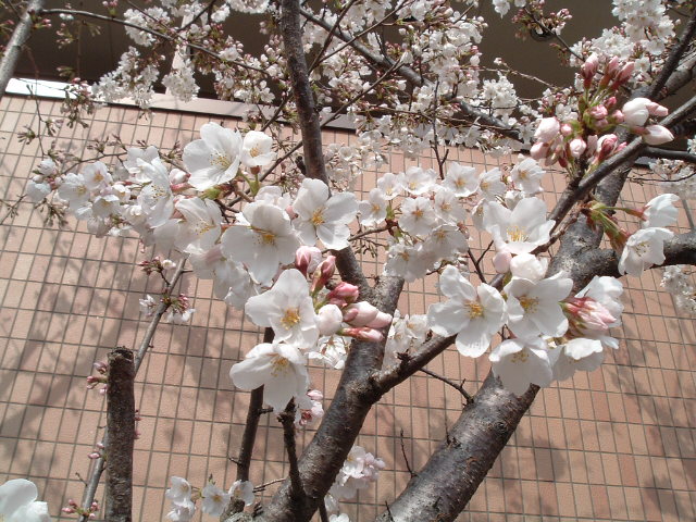 左の桜のアップ1