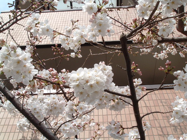 左の桜のアップ2