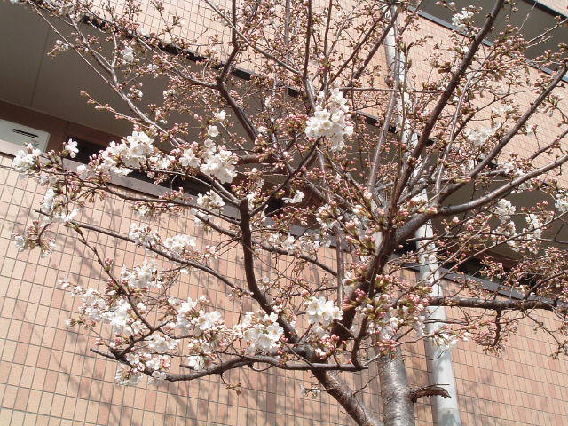 右の桜1