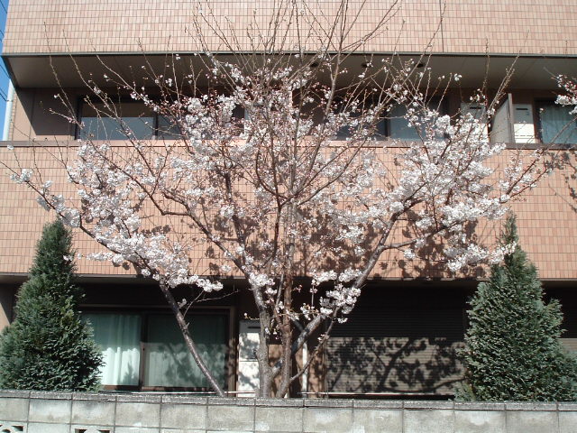 左の桜1