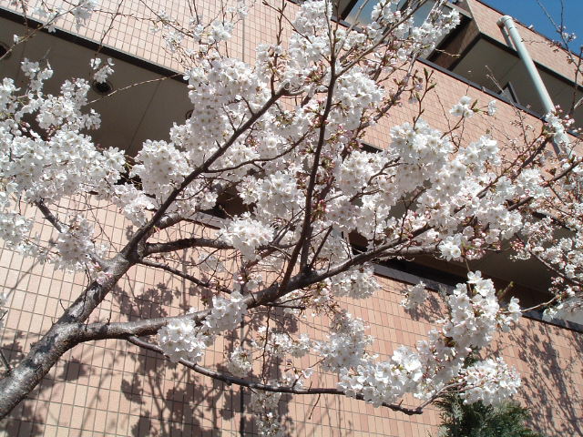 左の桜2