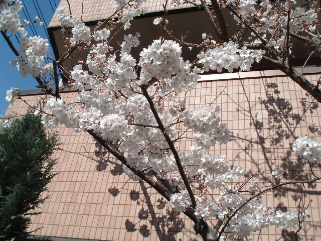 左の桜3