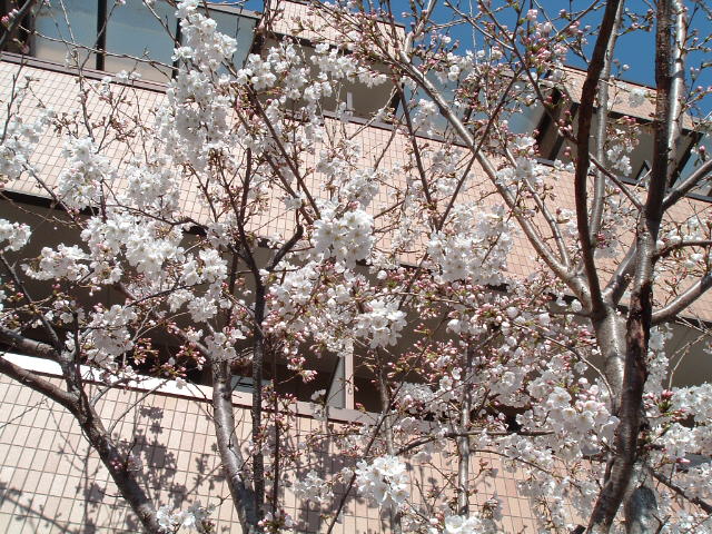 左の桜4