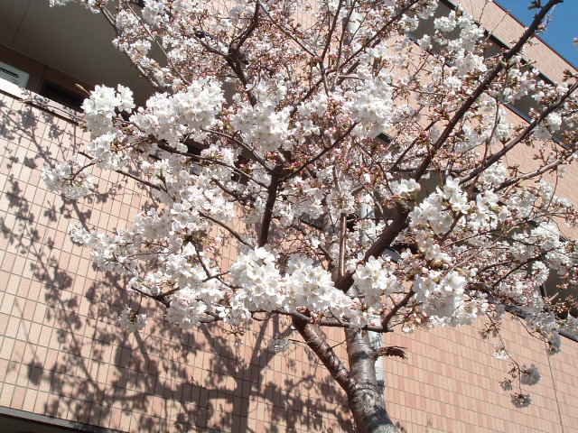 右の桜2