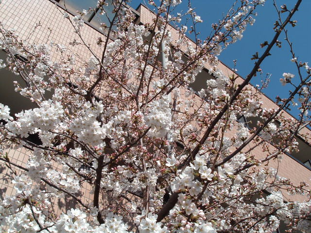右の桜3