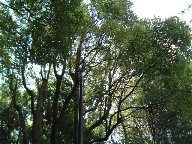 公園の木3