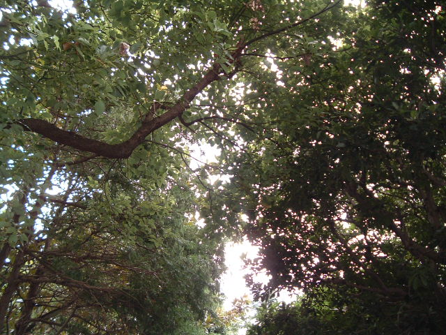 公園の木4