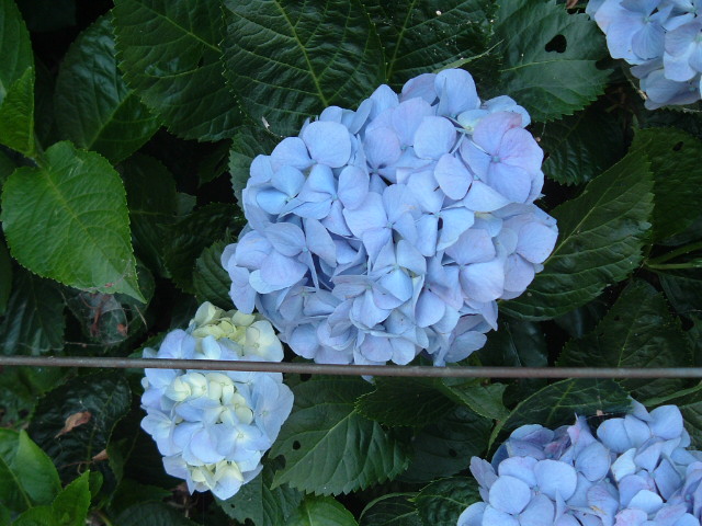 青い紫陽花1