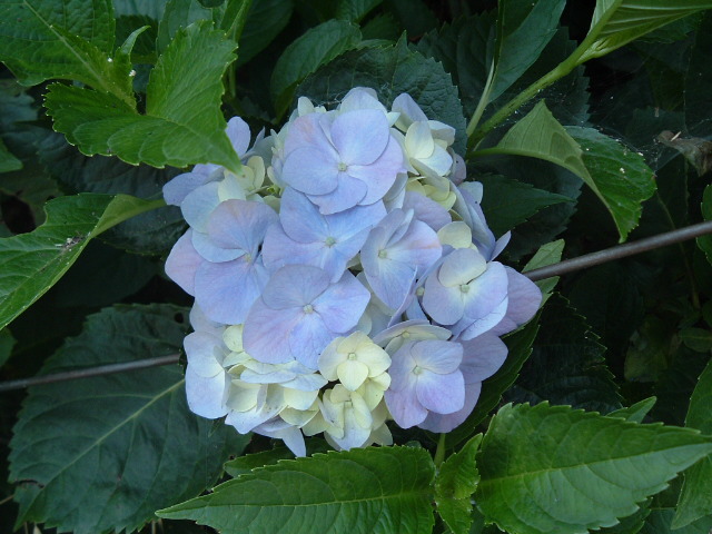青い紫陽花2