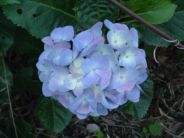 青い紫陽花3