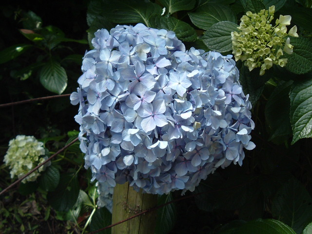 青い紫陽花4