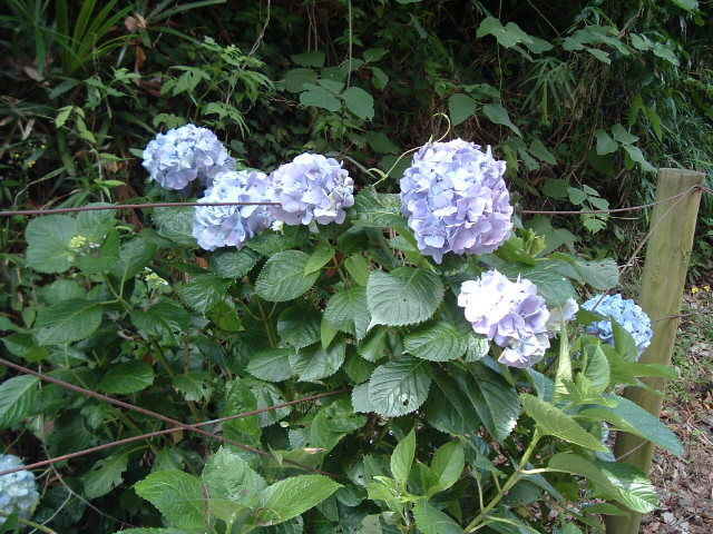 青い紫陽花6
