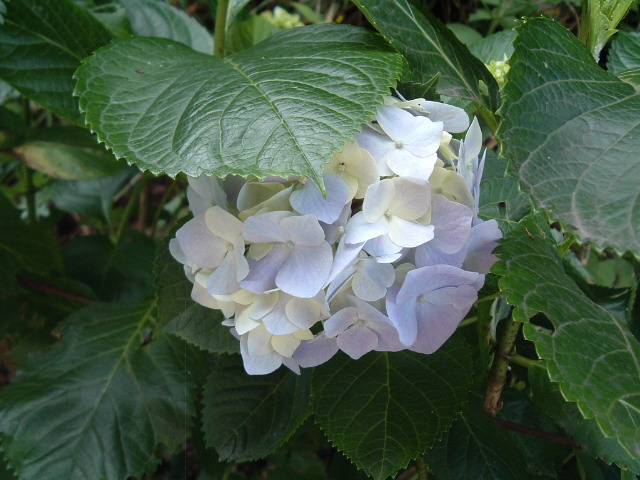 白い紫陽花1