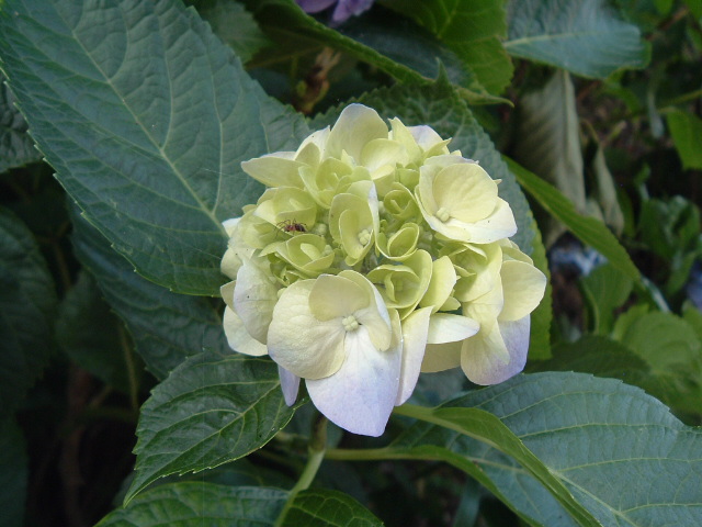 白い紫陽花2