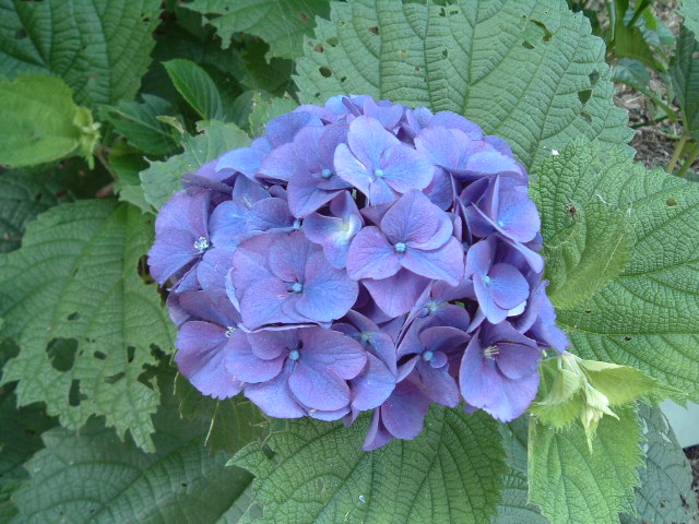 青い紫陽花7