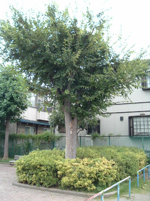 公園内の木2