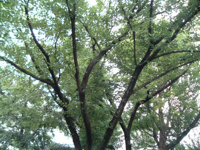 公園の木2